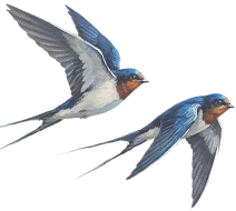 Birds